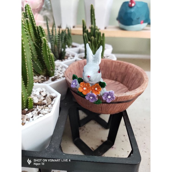 Chậu trồng cây hình chú heo, thỏ
