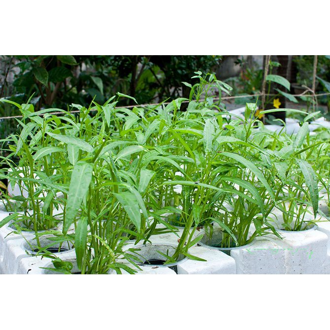 Gói 100g hạt giống rau muống lá tre Việt Nam - Vựa Kiểng Sa Đéc -  VuaKiengSaDec