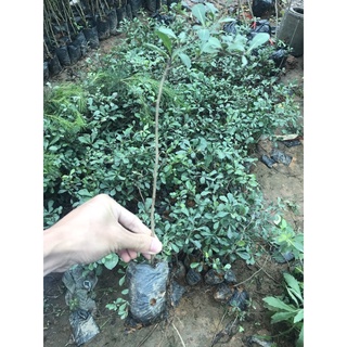 Cây Bàng Đài Loan ( Bàng Lá Nhỏ )