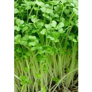 Hạt giống rau mầm củ cải trắng 50gr