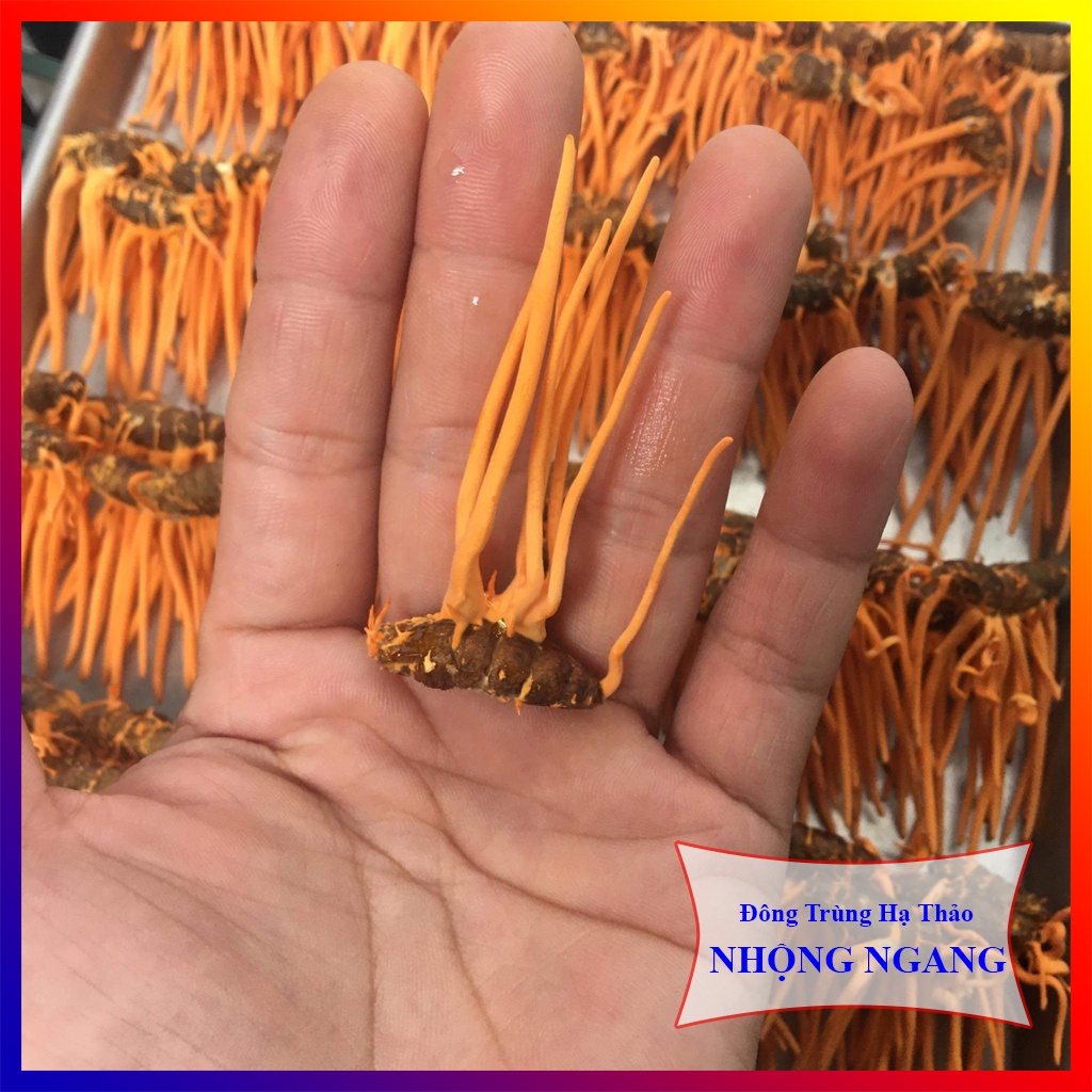 Nhộng Động Trùng Hạ Thảo Sấy Thăng hoa