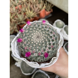 XƯƠNG RỒNG BÁNH SINH NHẬT 5-6CM