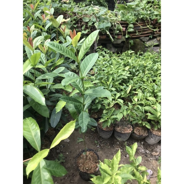 Cây mẫu đơn ta 1 thân cao 80cm-1m