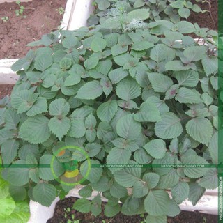 Hạt giống Tía Tô 5gr