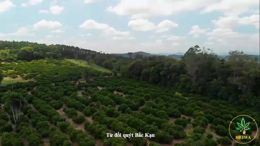 [23 MÙI] Tinh Dầu Lọ Treo HEIWA