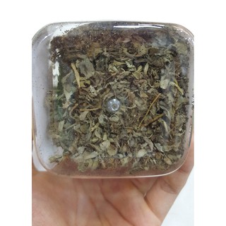 CỎ MÈO CATNIP
