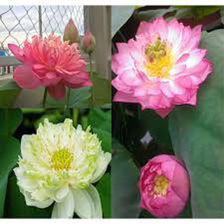 Gói 5 Hạt giống sen bách diệp *sen quan âm)
