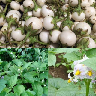 Hạt Giống Cà Pháo Trắng