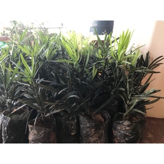 Tùng la hán giống cao 50-60cm