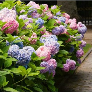 Hạt Giống Cẩm Tú Cầu Mix gói 5 hạt (TẶNG gói kích thích hạt nảy mầm)