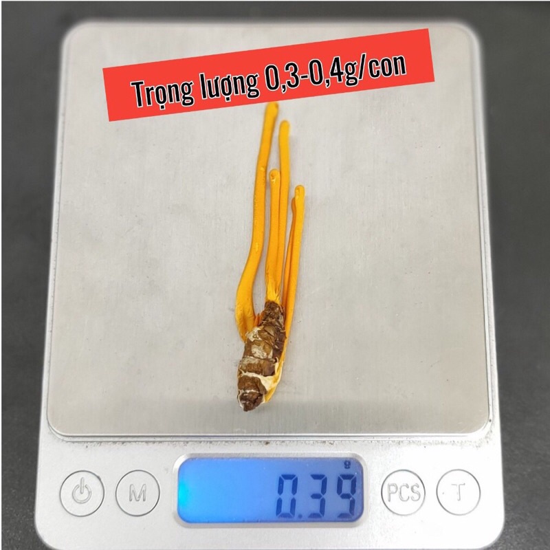 Đông Trùng Hạ Thảo Ký Nhộng Chủ  - Khô Sấy Thăng Hoa Cao Cấp