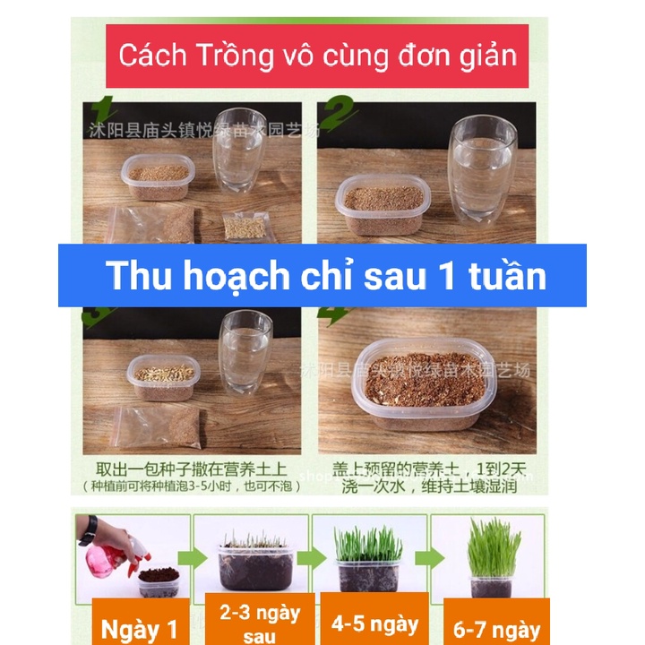 Bộ Kit Tự Trồng Cỏ Mèo Tươi Siêu Dễ Bằng Đất Dinh Dưỡng Pha Lê An Toàn HOT NHẤT hiện nay