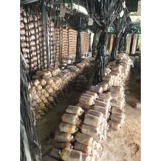 Phôi nấm bào ngư xám (phôi chất lượng, về trồng liền 5 ngày ra nấm)