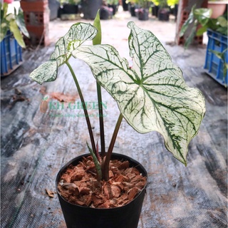 Cây Caladium White Christmas