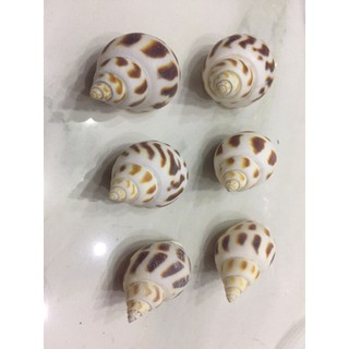 VỎ ỐC TRANG TRÍ CHO PET