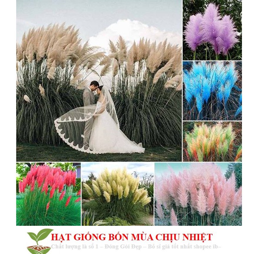 Gói 10 Hạt Giống Cỏ Bông Lau Mỹ - Mix Hồng Trắng (Cortaderia selloana)