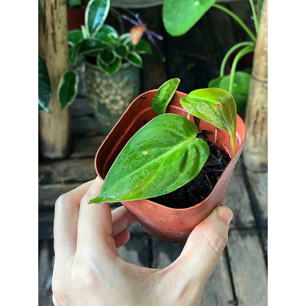 Cây giống Philodendron Micans (Trầu Bà Micans) chậu nhựa