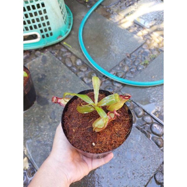 Cây nắp ấm N. viking x mirabilis