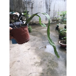 Nhật quỳnh vàng tuyền