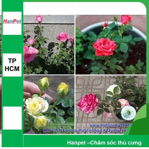 HCM- (HOA TRONG NHÀ) Hạt giống hoa Hồng tỉ muội - Thuần hóa Phù hợp khí hậu Việt Nam