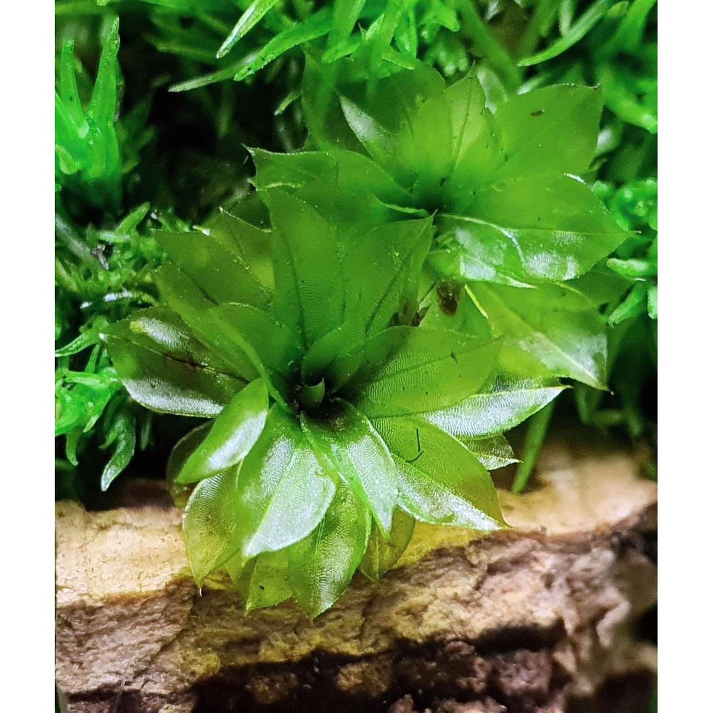 Rêu Hồng Đài/ Rosemoss - set bình terrarium, gắn lũa, đá hồ bán cạn