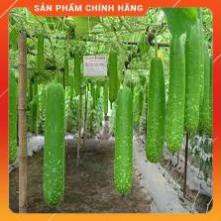 HẠT GIỐNG BẦU SAO F1 TRÁI NGẮN