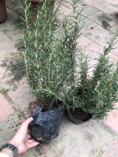Cây hương thảo to - Rosemary