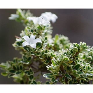 Cây giống Bạch Tuyết Mai, cây hoa ngàn sao, mã thiên hương, bạch đinh, hương thiên mộc, Serissa foetida .