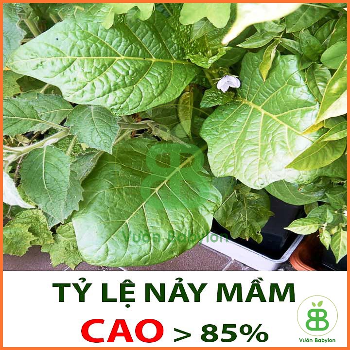 Hạt Giống Cà Pháo Tím Sai Trái, Siêu Giòn 0,5Gr