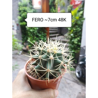 Xương rồng fero gai vàng ~7cm