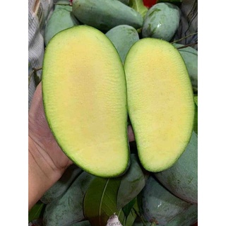 bầu cây xoài thái cây đẹp.