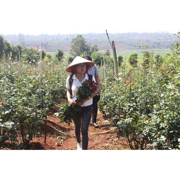 [GÍA TỐT]  Đất đỏ Bazan nguyên chất - 02KG - Trộn đất trồng HỒNG, cây ĂN TRÁI lâu năm.