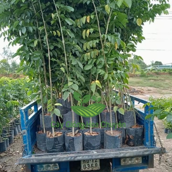 CÂY GIÁNG HƯƠNG-THÂN GỖ-CAO TỪ 40-60CM-FREESHIP TỪ 50K