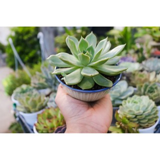 Sen đá chậu gốm Nhật