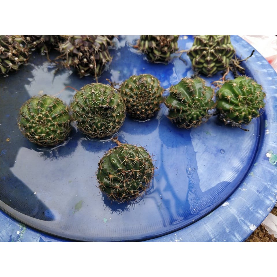 Combo xương rồng boli 5củ 88k