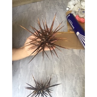 2 gai bồ kết to + 1 lọ chẩm chéo