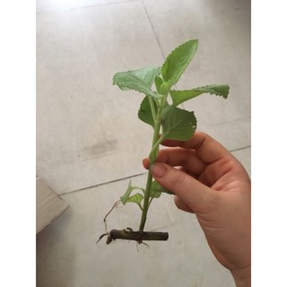 tần dày lá_ húng chanh làm siro ho