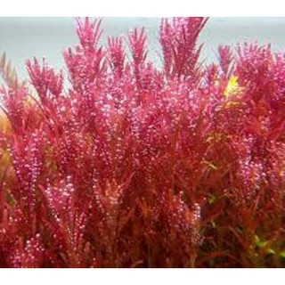 Cây thủy sinh VẢY ỐC SIÊU ĐỎ (super red) lá nước