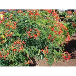 Gói 10 hạt giống cây Điệp Cúng hoa đỏ , độ nảy mầm cao, dễ trồng