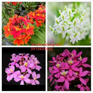Epidendrum cây trưởng thành sắp ra hoa.