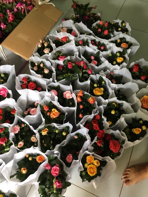 Hoa hồng siêu nụ abida, hàng sẵn hoa - hoa đẹp