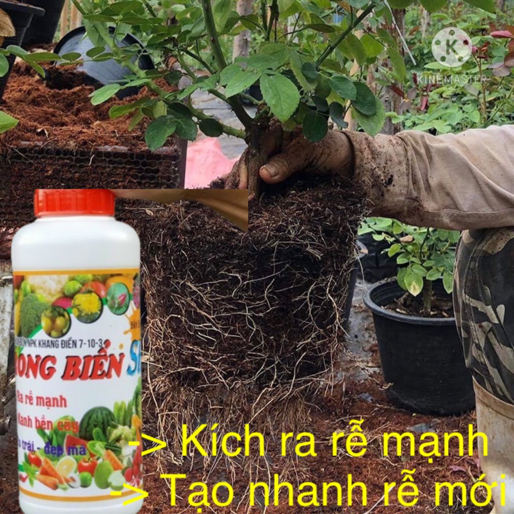 Phân bón rong biển đậm đặc  chuyên dùng hoa hồng Seaweed 102