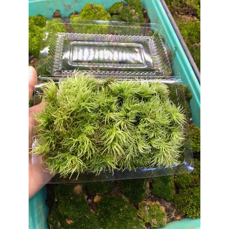 rêu đuôi sóc set bình terrarium, bán cạn