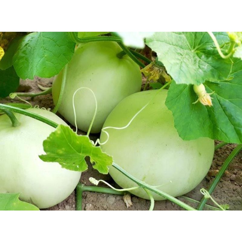 Hạt giống dưa lê,trái ngon giòn siêu ngọt