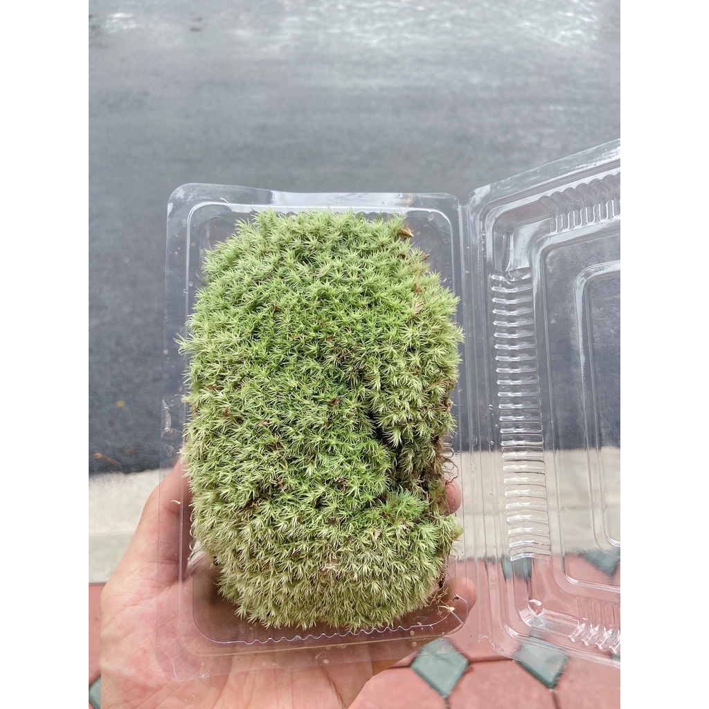 Rêu đầu trắng setup bể bán cạn, tiểu cảnh, sân vườn, terrarium, gắn lũa