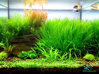 Phân nền Gex xanh cho hồ thủy sinh - 8kg