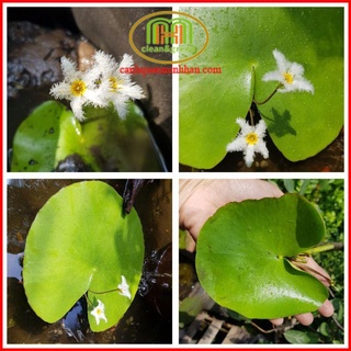 Cây giống hoa thủy nữ thủy sinh Nhất Diệp Liên ( chỉ ship Bình Dương, Tphcm)