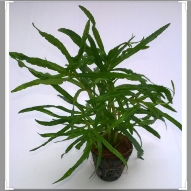 Cây Bạch Tuộc Thủy Sinh - không cần c02 và nền