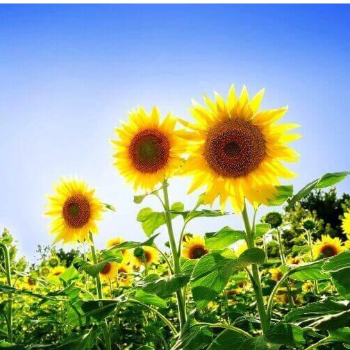 Hạt Giống Hoa hướng dương Dạng lùn F1