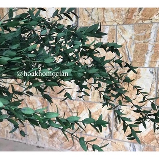 Lá bạch đàn khô cắm hoa đồ decor trang trí phông nền chụp ảnh sản phẩm đẹp
